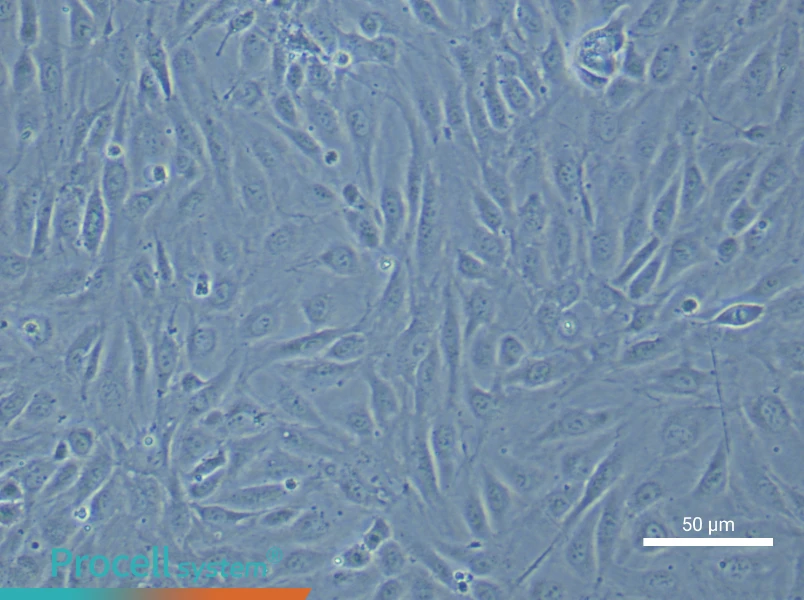 Human Endometrial Epithelial Cell Complete Medium - small - 6