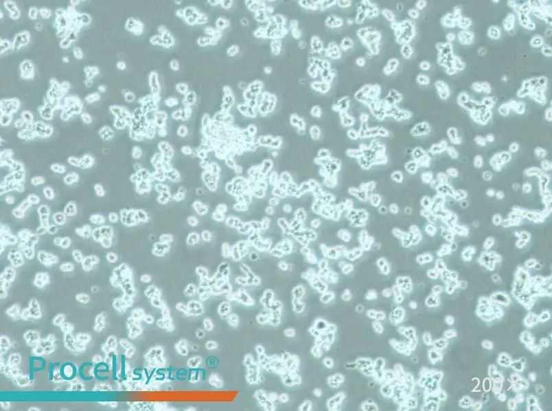 alpha TC1 clone 6 Cell Complete Medium - 4