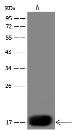 Recombinant DEC-205/LY75 Monoclonal Antibody-searchlist-1