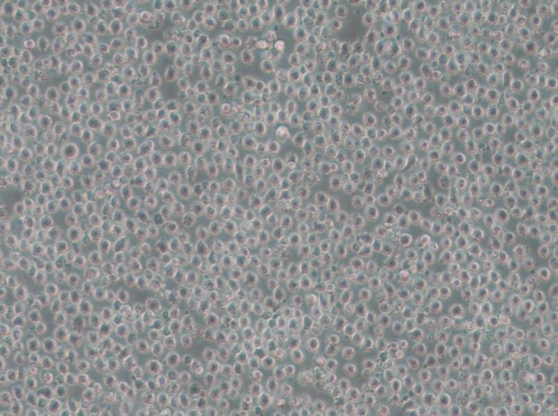 OCI-AML-3 Cell Complete Medium - small - 6