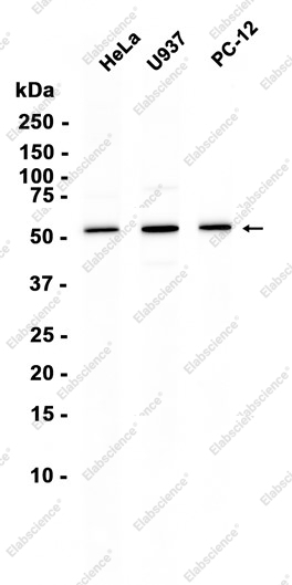 Recombinant PRPF19 Monoclonal Antibody - 1