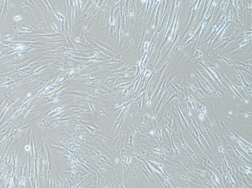 WI-38 Cell Complete Medium-searchlist-1