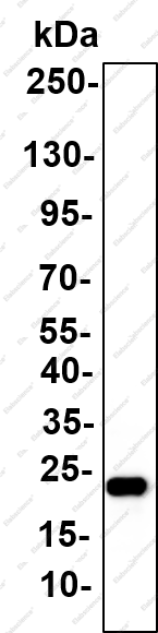 Recombinant ICOS Monoclonal Antibody - 4