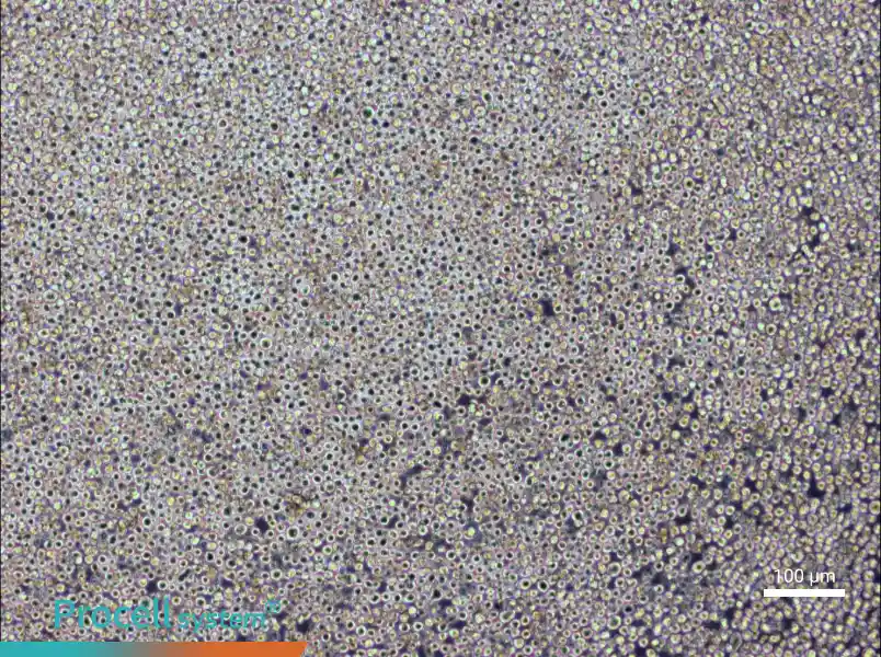 PK136 Cell Complete Medium - 1