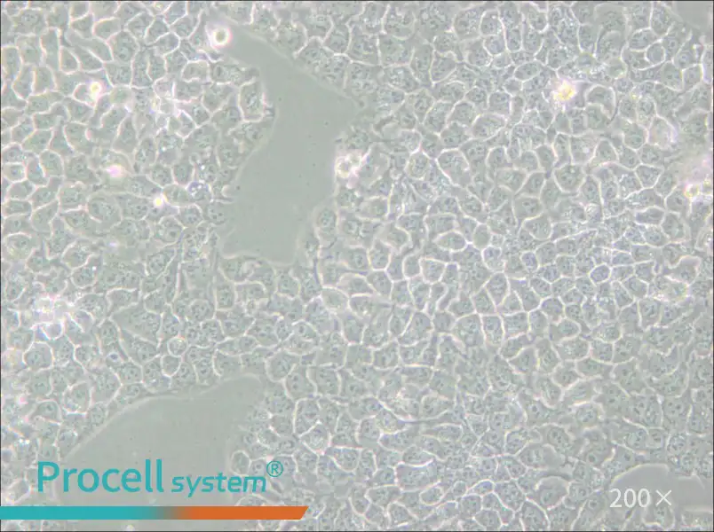 KYSE-510 Cell Complete Medium - 4