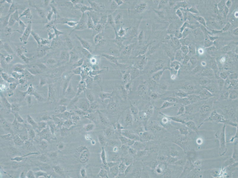 HMEC-1 Cell Complete Medium - 6
