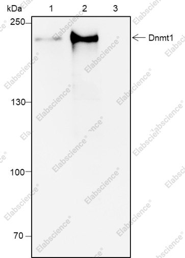 Recombinant DNMT1 Monoclonal Antibody - 5