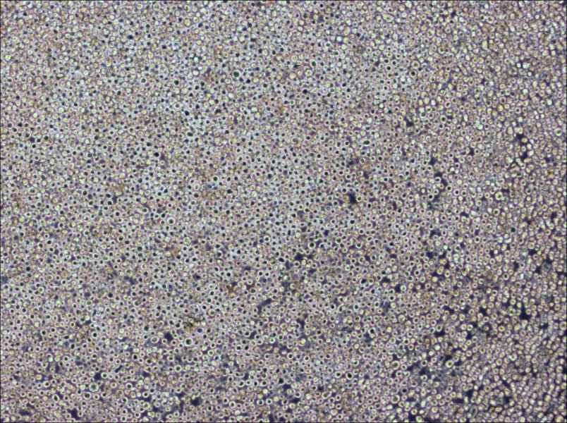 PK136 Cell Complete Medium-searchlist-1