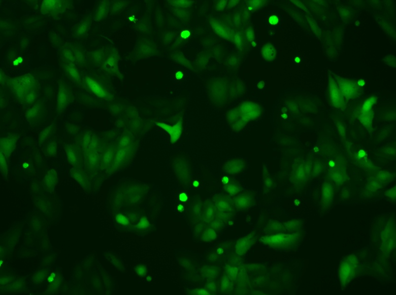 U-2 OS-LUC-EGFP Cell Complete Medium - 4