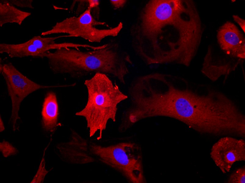 Rat Cardiomyocyte Complete Medium - 2