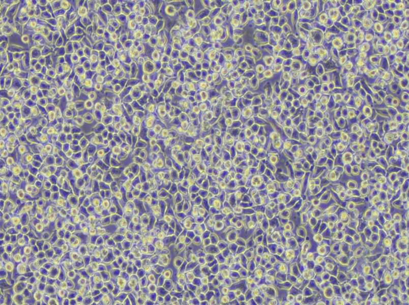 WEHI-3 Cell Complete Medium - small - 6