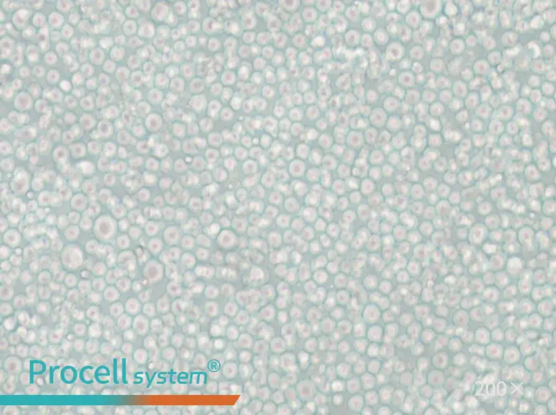 YT Cell Complete Medium - small - 6