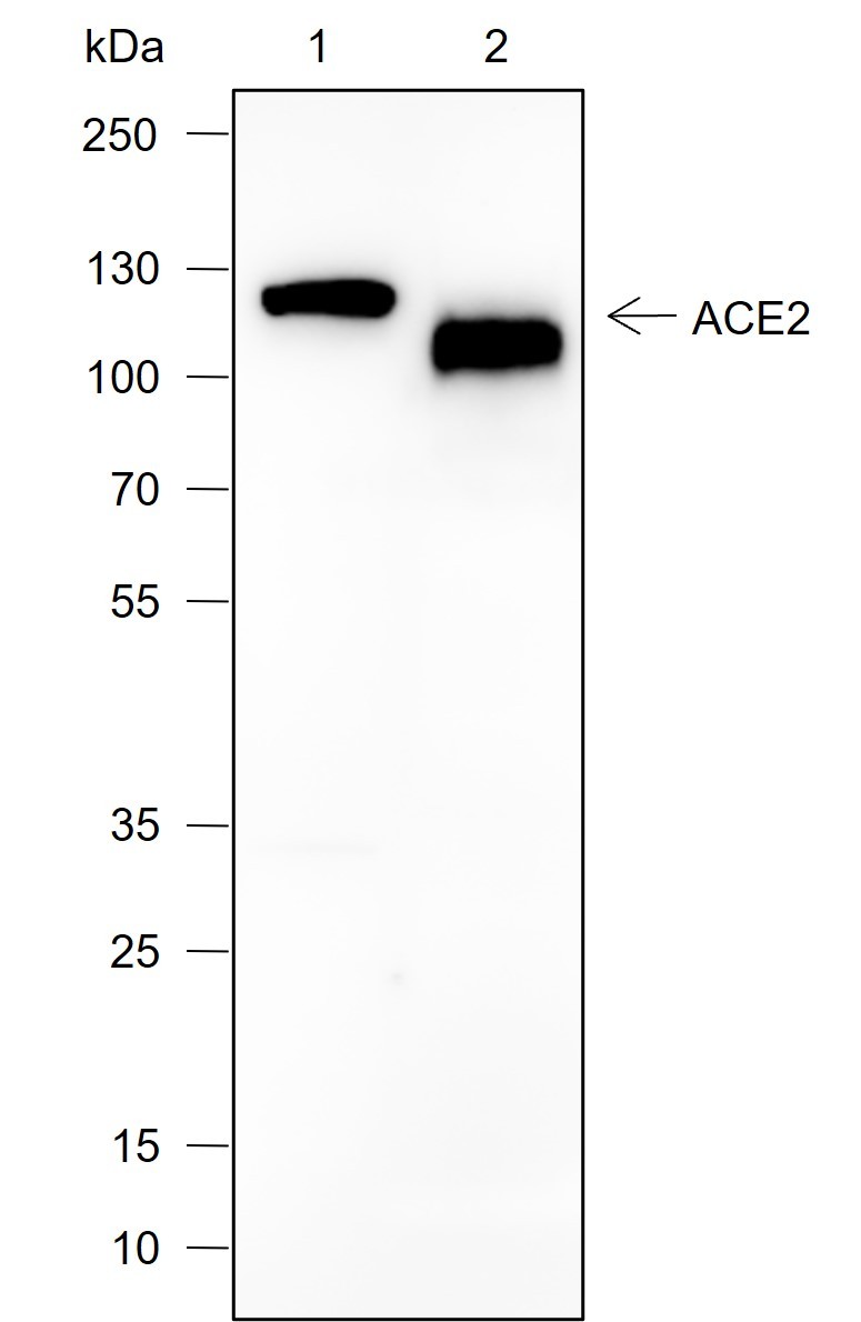 Recombinant ACE2 Monoclonal Antibody-searchlist-1