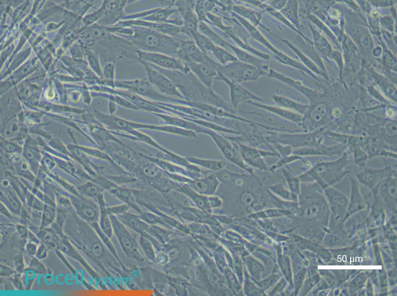 Human Adipose-derived Mesenchymal Stem Cell Complete Medium - small - 5