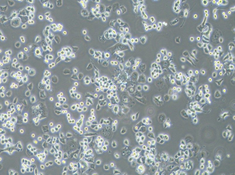 Neuro-2a [N2a] Cell Complete Medium - 3