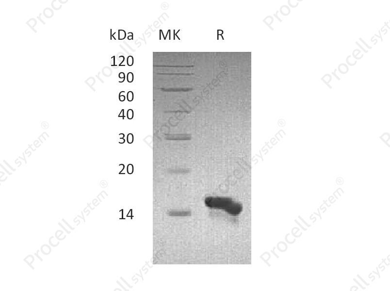 MEC/CCL28, Human, Recombinant