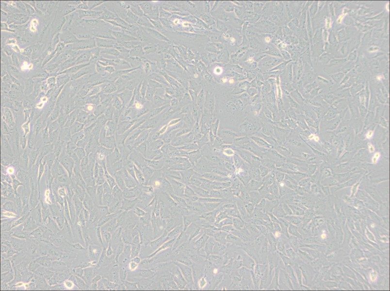 SJSA-1 Cell Complete MediumSJSA-1 Cell Complete Medium - 2