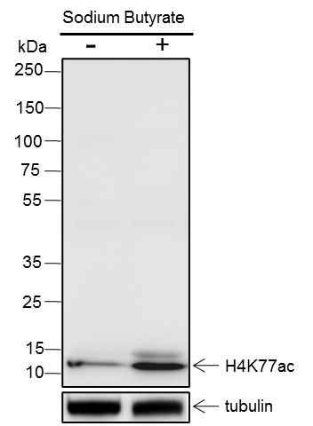 Recombinant Histone H4 (Acetyl Lys77) Monoclonal Antibody-searchlist-1