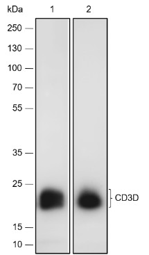 Recombinant CD3D Monoclonal Antibody - small - 2