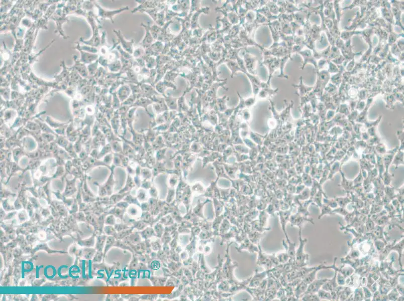 HKb20 Cell Complete Medium - 6