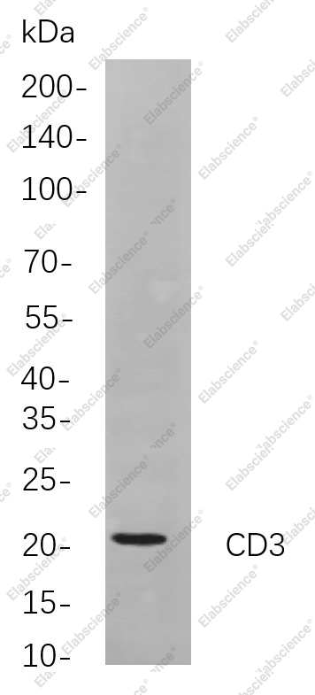 Recombinant CD3 Monoclonal Antibody - 1