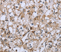 CD32 Polyclonal Antibody - 3