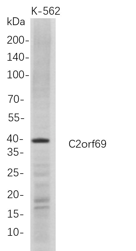 Recombinant C2orf69 Monoclonal Antibody-searchlist-1