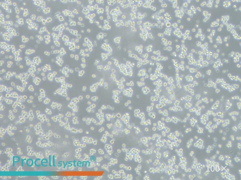 L5178Y TK+/- clone (3.7.2C) Cell Complete Medium - 1