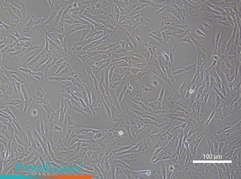 Rat Periodontal Ligament Stem Cell Complete Medium - 3