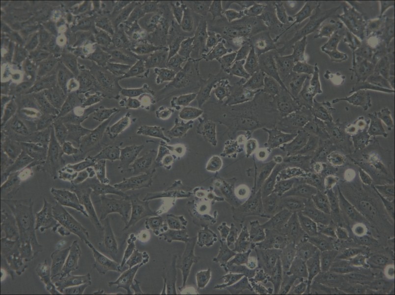 LN-18 Cell Complete Medium - small - 5