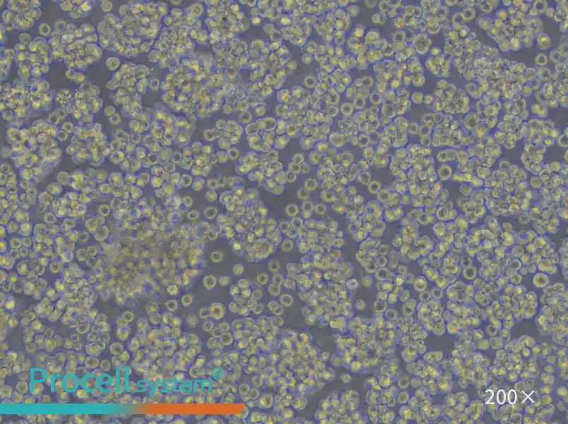 Jurkat, Clone E6-1 Cell Complete Medium - small - 4