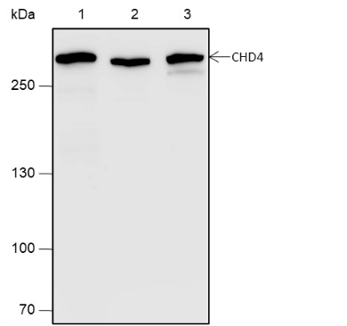 Recombinant CHD4 Monoclonal Antibody-searchlist-1