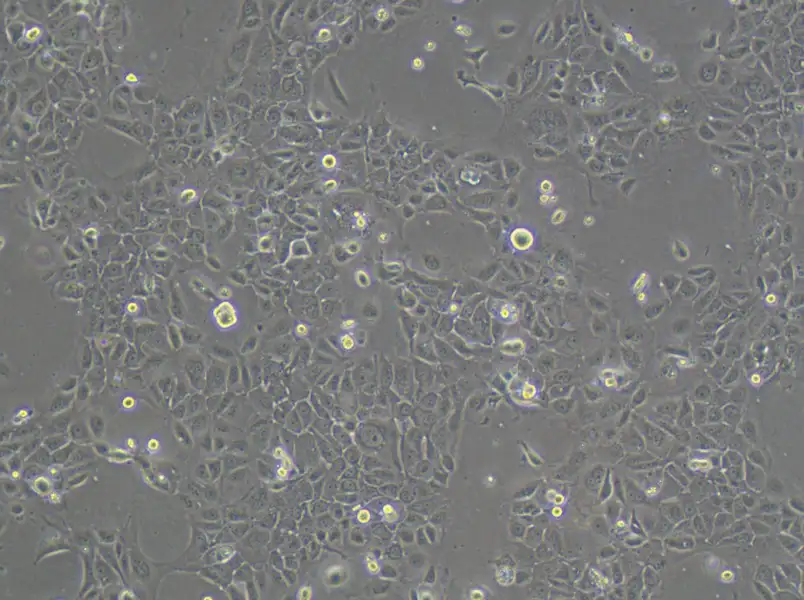 PK-59 Cell Complete MediumPK-59 Cell Complete Medium - 3