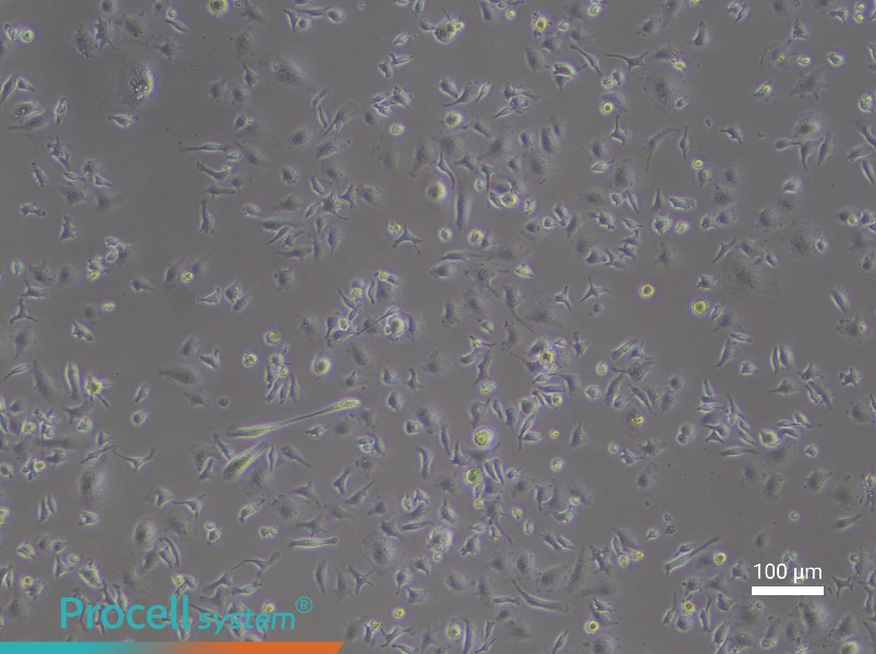 Mouse Microglial CellsMouse Microglial Cells - 3