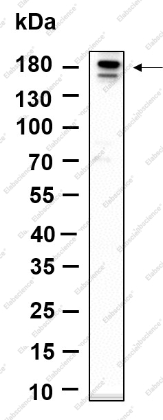 Recombinant Phospho-ErbB-3 (Tyr1289) Monoclonal Antibody - 1