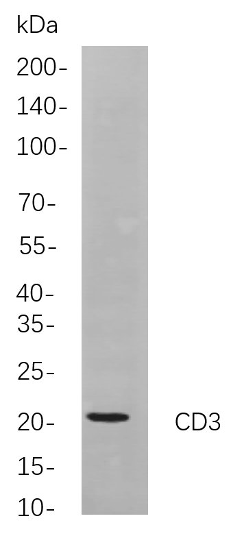 Recombinant CD3 Monoclonal Antibody-searchlist-1