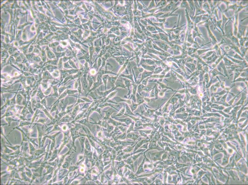 PIEC Cell Complete Medium - 4