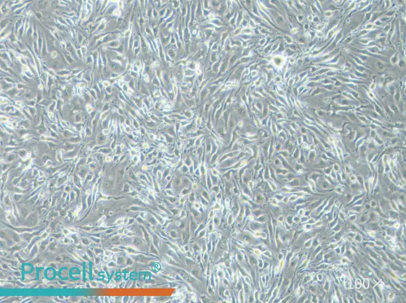 bEnd.3 [BEND3] Cell Complete Medium - 3