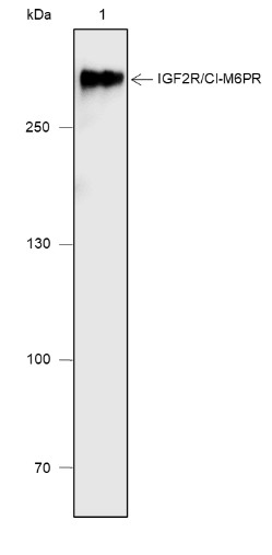 Recombinant IGF2R/CI-M6PR Monoclonal Antibody - 2