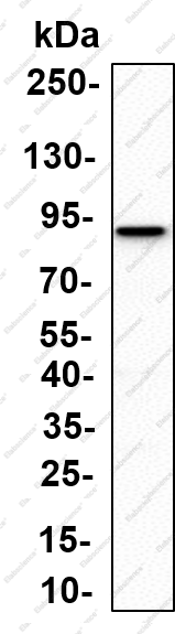 Recombinant Glycogen synthase 1 (Phospho Ser641) Monoclonal Antibody - 1