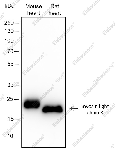 Recombinant Myosin Light Chain 3 Monoclonal Antibody - 1
