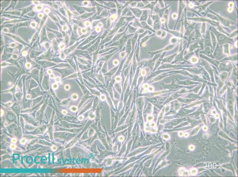 HMY-1 Cell Complete Medium - small - 5