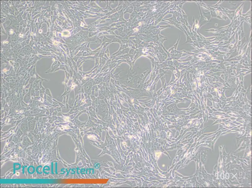 Renca [RenCa] Cell Complete Medium - 1