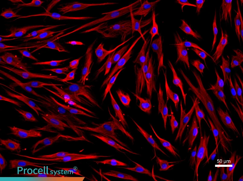 Human Periodontal Ligament Fibroblast Complete Medium - 1