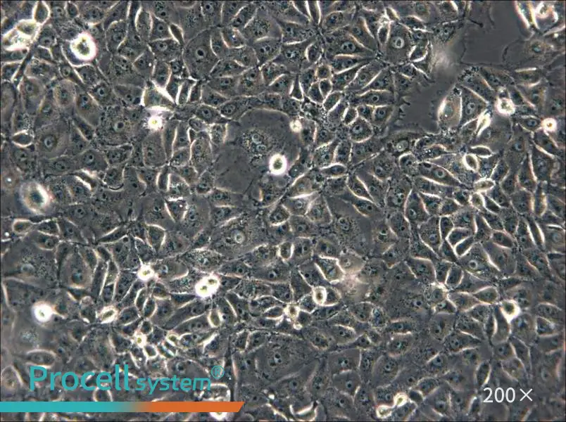 ST Cell Complete Medium - 4