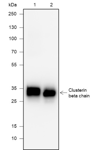 Recombinant Clusterin beta Chain Monoclonal Antibody-searchlist-1