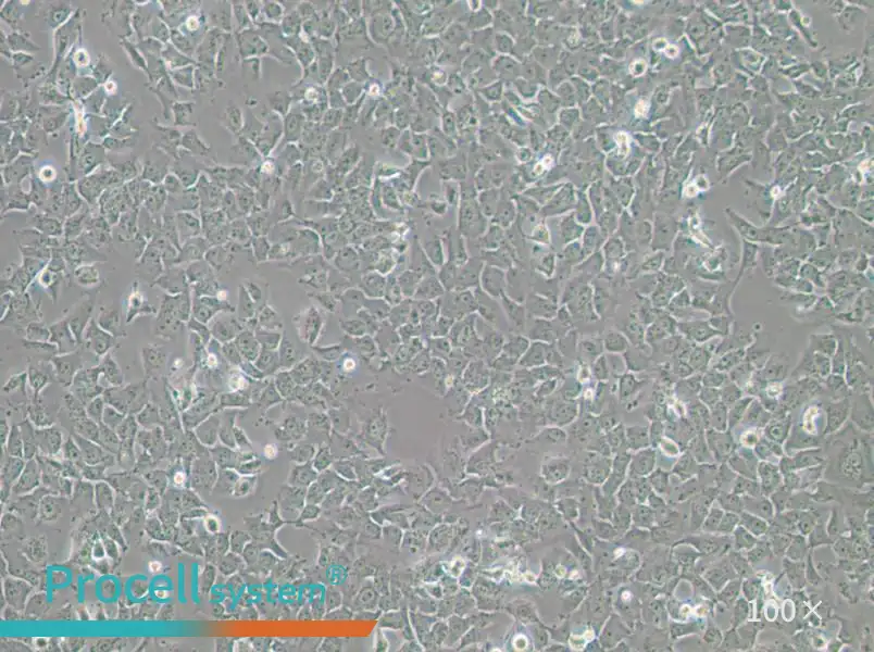SK-MES-1 Cell Complete MediumSK-MES-1 Cell Complete Medium - 3