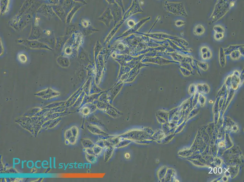 NCI-H446 [H446] Cell Complete Medium - 5