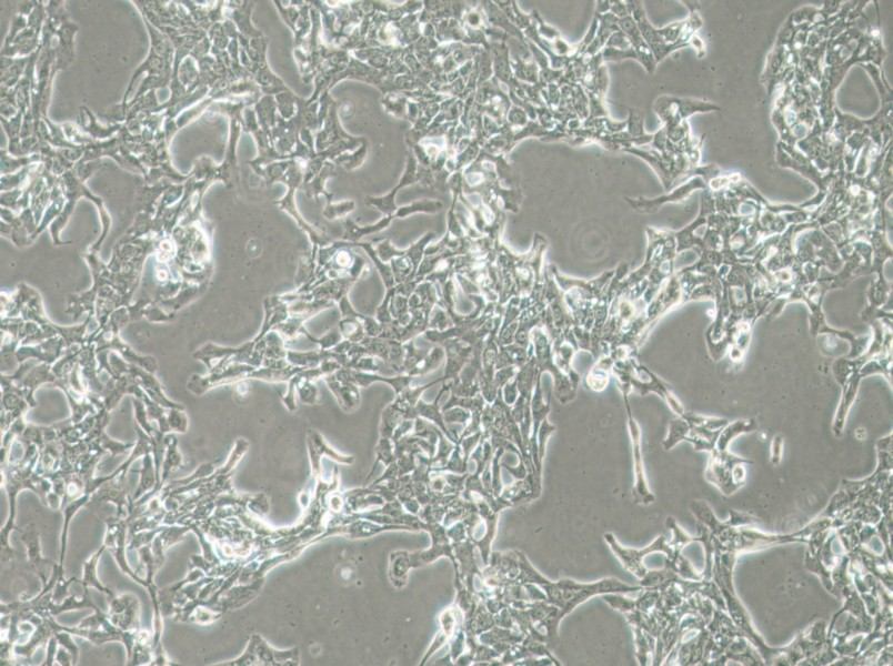 HCC70 Cell Complete MediumHCC70 Cell Complete Medium - 2