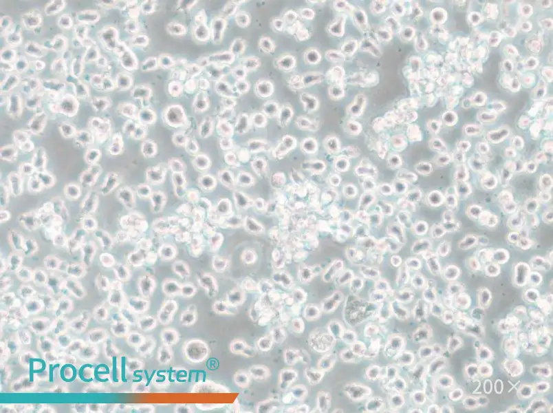 Mono-Mac-6 Cell Complete Medium - small - 5